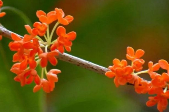 桂花树有哪几种品种 桂花树有哪几种品种