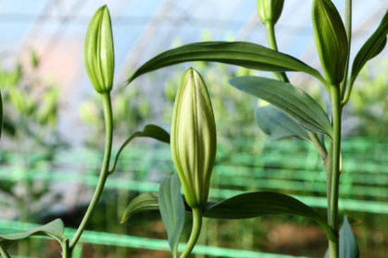 百合花小花苞变黑 百合花小花苞变黑