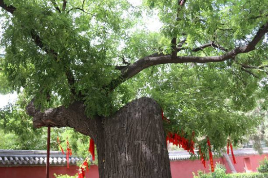 龙爪槐怎么修剪 龙爪槐怎么修剪