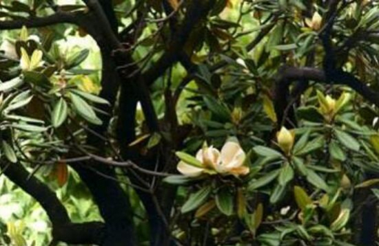 含笑花叶子枯萎怎么办,六种方法让它恢复生机 含笑花叶子枯萎怎么办,六种方法让它恢复生机