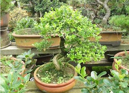 含笑花叶子枯萎怎么办,六种方法让它恢复生机 含笑花叶子枯萎怎么办,六种方法让它恢复生机
