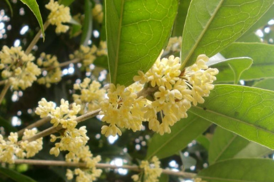 桂花树结果的寓意 桂花树结果的寓意