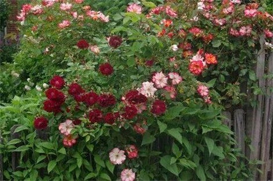 木香花的缺点,害怕土壤潮湿使其烂根 木香花的缺点,害怕土壤潮湿使其烂根
