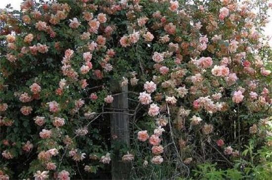木香花的缺点,害怕土壤潮湿使其烂根 木香花的缺点,害怕土壤潮湿使其烂根