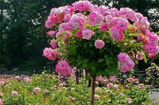 木香花的缺点,害怕土壤潮湿使其烂根 木香花的缺点,害怕土壤潮湿使其烂根