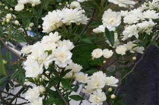 木香花的缺点,害怕土壤潮湿使其烂根 木香花的缺点,害怕土壤潮湿使其烂根