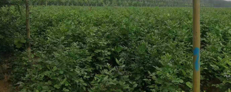 金枝槐怎么种 金枝槐怎么种