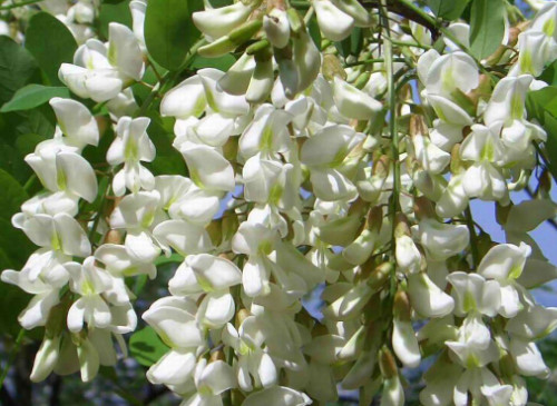 香花槐能吃吗 香花槐能吃吗