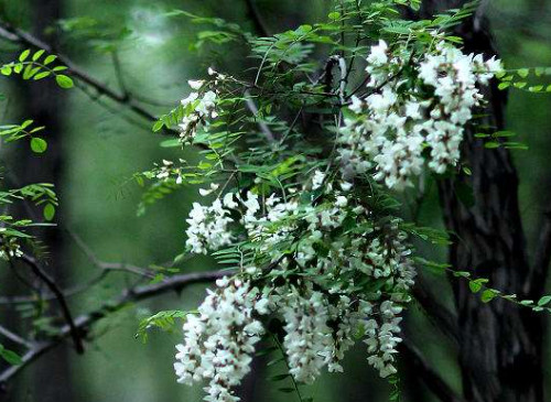 香花槐能吃吗 香花槐能吃吗