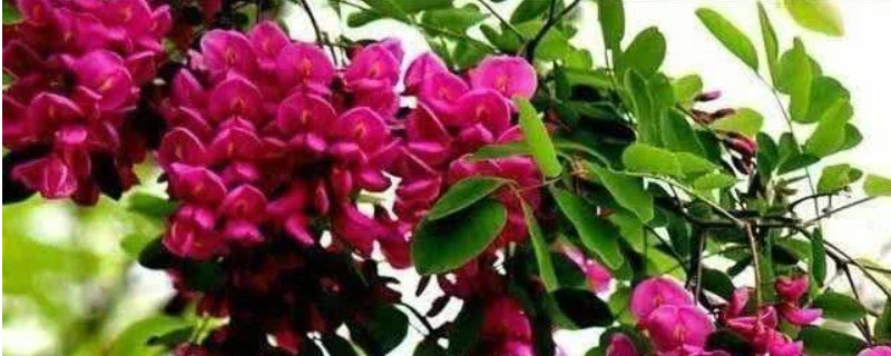 香花槐能吃吗 香花槐能吃吗