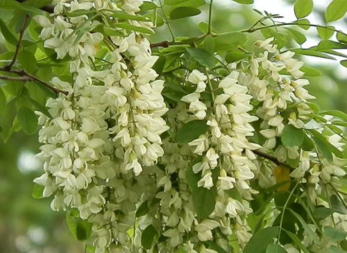 香花槐能吃吗 香花槐能吃吗