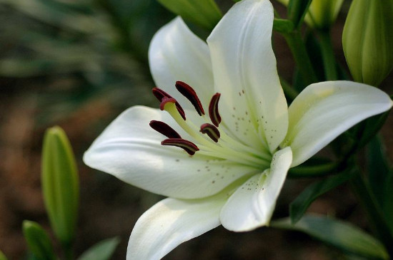 百合花能放在卧室吗 百合花能放在卧室吗