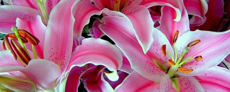 百合花能放在卧室吗 百合花能放在卧室吗