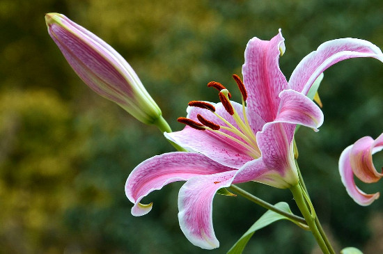 百合花能放在卧室吗 百合花能放在卧室吗
