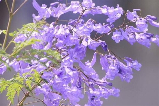 蓝花楹怎么修剪 蓝花楹怎么修剪