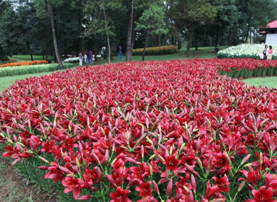 百合花花期:一般7~8月份开花 百合花花期:一般7~8月份开花