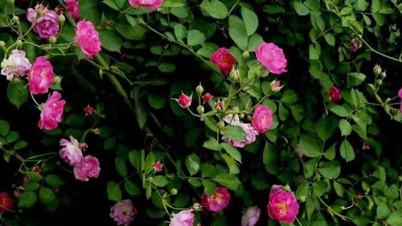蔷薇花怎么不开花 蔷薇花怎么不开花
