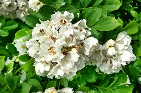 红蔷薇花语 红蔷薇花语