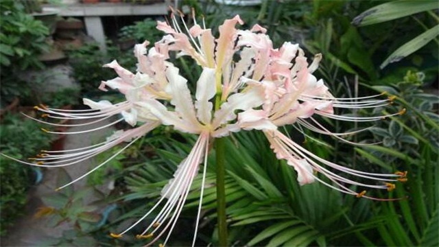 白色彼岸花的花语 白色彼岸花的花语