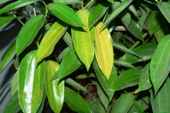 植物叶子发黄的原因:发黄的原因及解决办法 植物叶子发黄的原因:发黄的原因及解决办法