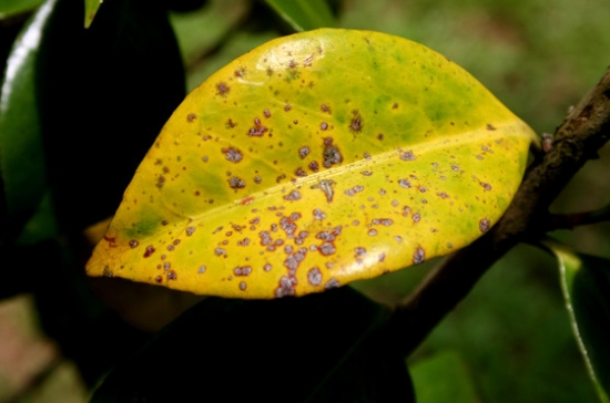 植物叶子发黄的原因:发黄的原因及解决办法 植物叶子发黄的原因:发黄的原因及解决办法