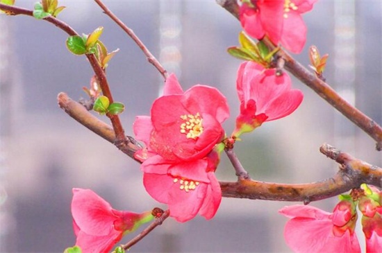 海棠花花语 海棠花花语