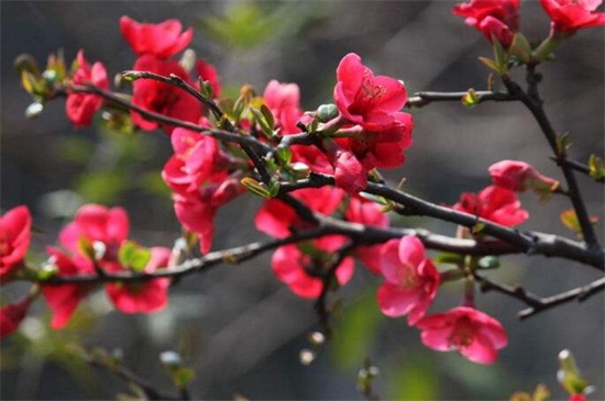 海棠花花语 海棠花花语