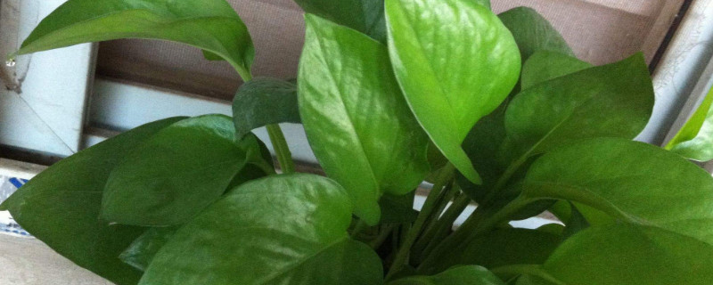 千手观音植物有几种 千手观音植物有几种