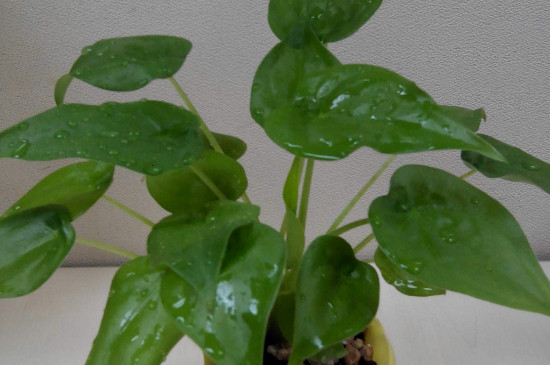 千手观音植物有几种 千手观音植物有几种