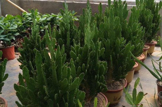 千手观音植物有几种 千手观音植物有几种