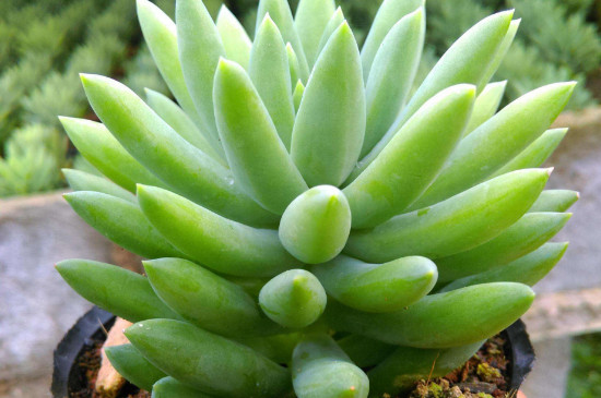 千手观音植物有几种 千手观音植物有几种
