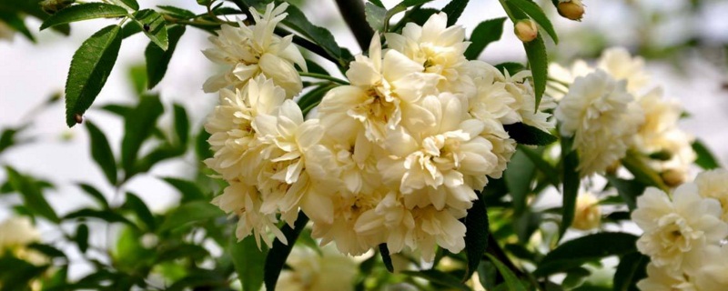 木香花的养殖方法和注意事项 木香花的养殖方法和注意事项