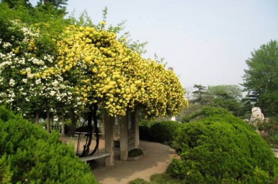 木香花的养殖方法和注意事项 木香花的养殖方法和注意事项