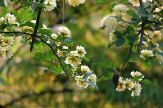 木香花的养殖方法和注意事项 木香花的养殖方法和注意事项