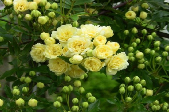 木香花的养殖方法和注意事项 木香花的养殖方法和注意事项