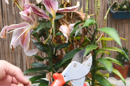 水养百合花的养法 水养百合花的养法