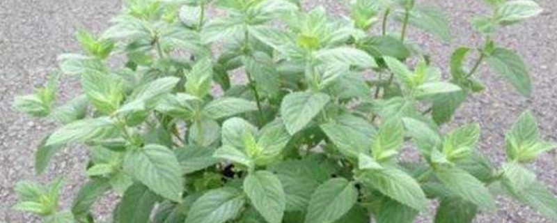 薄荷草驱蚊吗 薄荷草驱蚊吗
