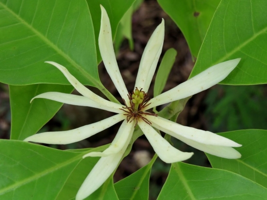 白兰花出现黄叶怎么办 白兰花出现黄叶怎么办