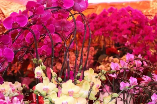 年花年桔什么意思 年花年桔什么意思