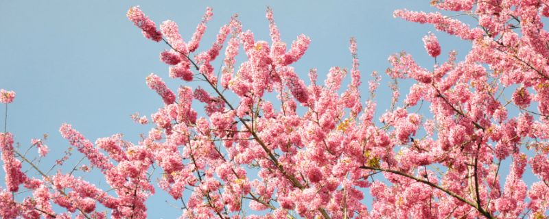 樱花又叫什么花 樱花又叫什么花