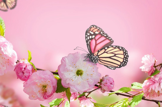 樱花又叫什么花 樱花又叫什么花