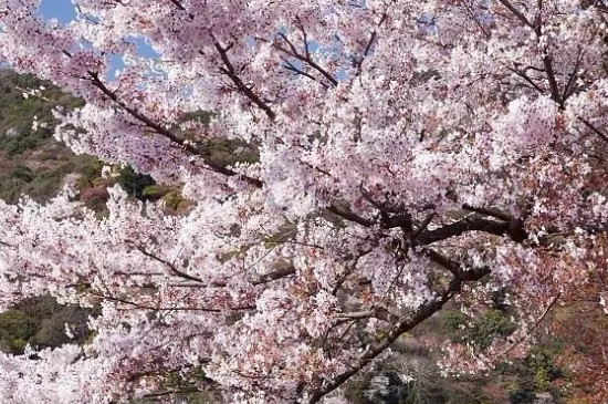 樱花又叫什么花 樱花又叫什么花