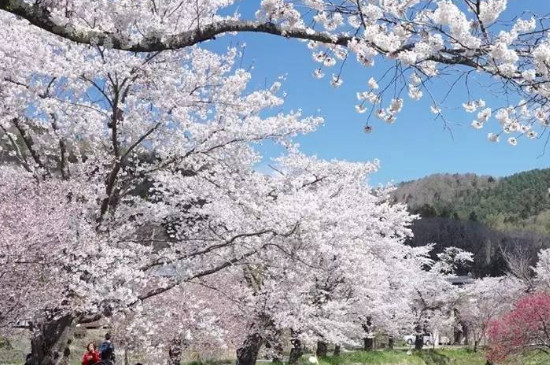 樱花又叫什么花 樱花又叫什么花