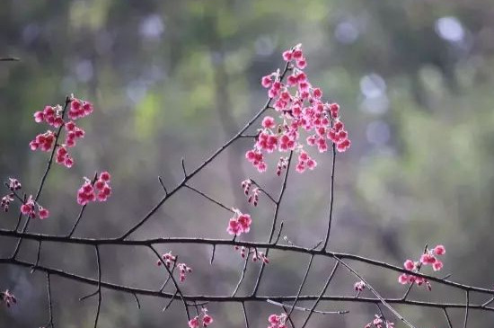 钟花樱怎么种植 钟花樱怎么种植