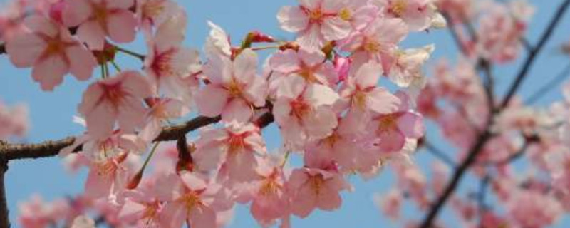 钟花樱怎么种植 钟花樱怎么种植