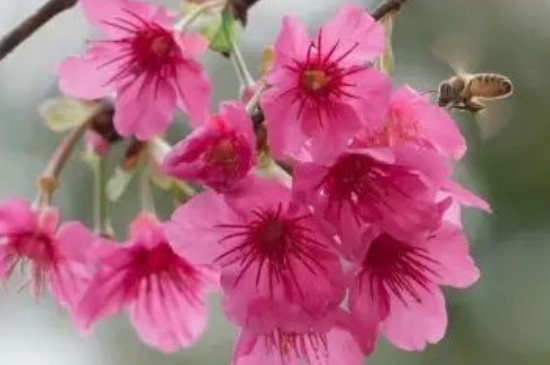 钟花樱怎么种植 钟花樱怎么种植