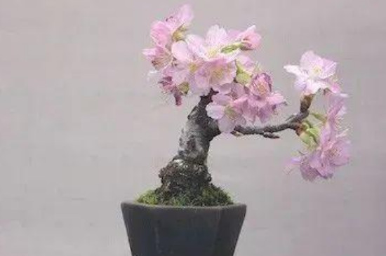 雪樱花的养殖方法和注意事项 雪樱花的养殖方法和注意事项