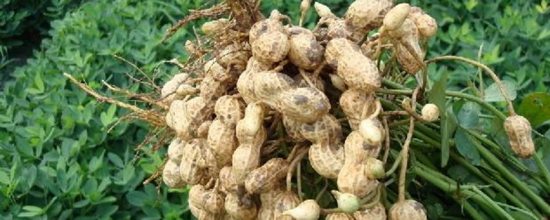 种花生多远一棵 种花生多远一棵