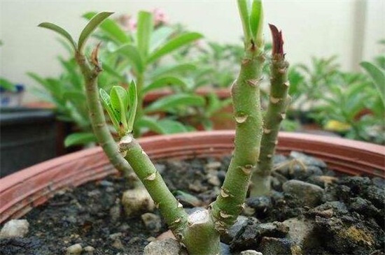 芙蓉花什么时候扦插,春季和秋季扦插成活率过百 芙蓉花什么时候扦插,春季和秋季扦插成活率过百