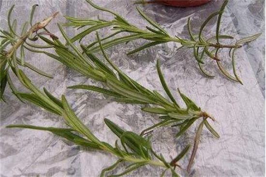 芙蓉花什么时候扦插,春季和秋季扦插成活率过百 芙蓉花什么时候扦插,春季和秋季扦插成活率过百